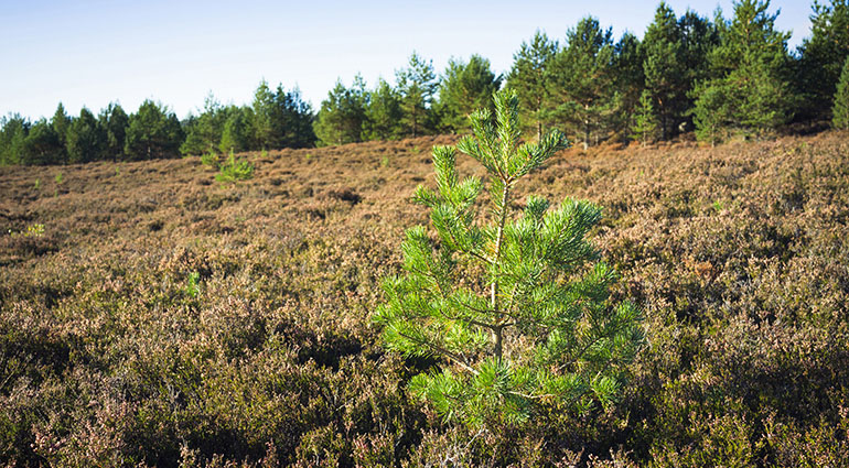 An pine tree growing naturally in Scotland.
