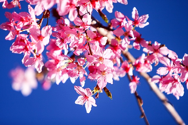 cherry-blossoms God is good