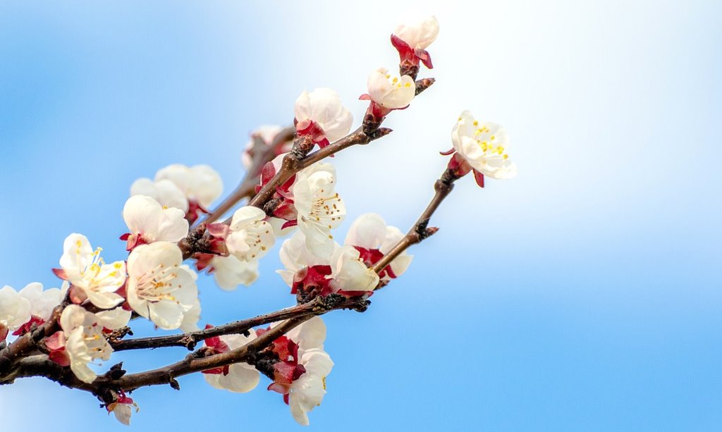 flower-1284096_1280